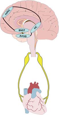 Autonomic Neural Circuit and Intervention for Comorbidity Anxiety and Cardiovascular Disease